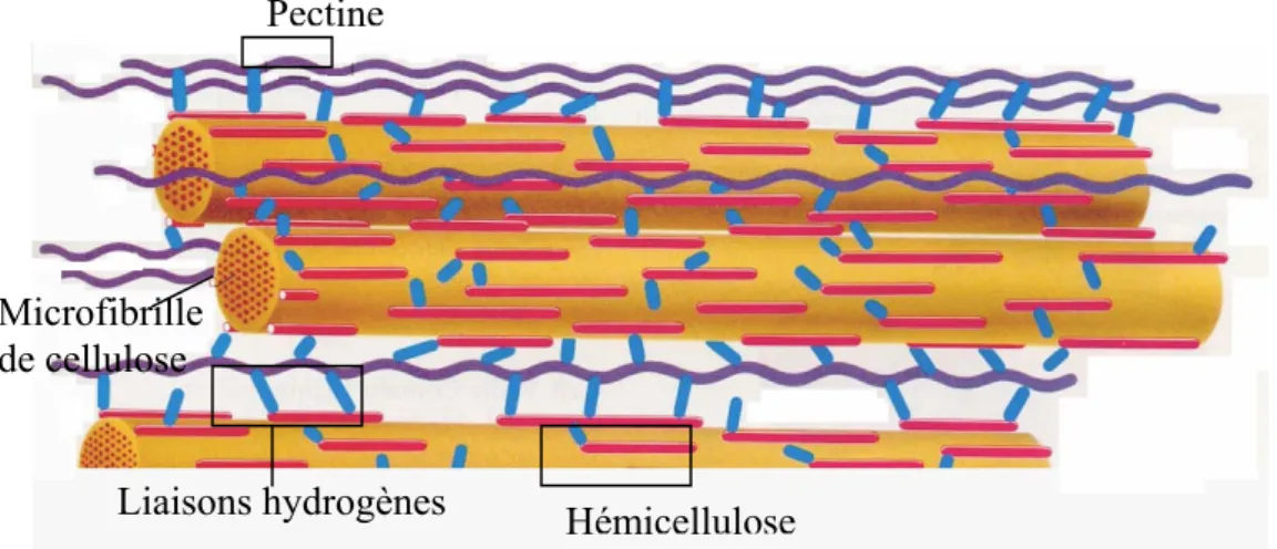 Figure 4 : Structure et interconnections des polymères majoritaires dans la paroi  de cellules végétales