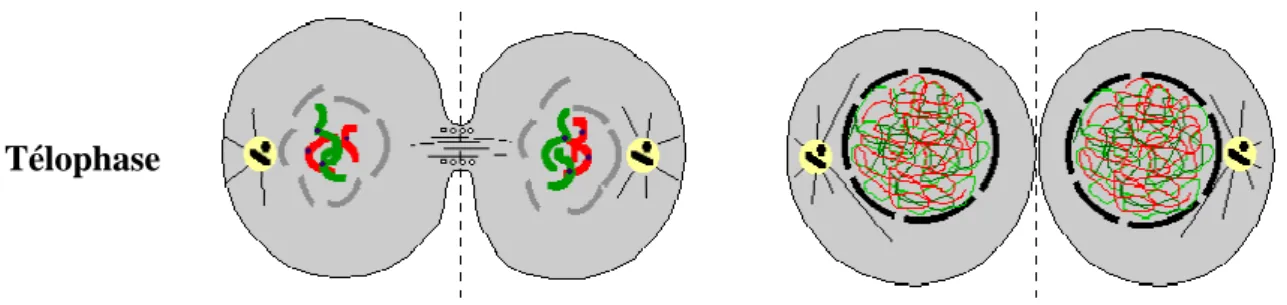 Figure 18  : télophase : constitution des deux noyaux fils, séparation complète des deux 