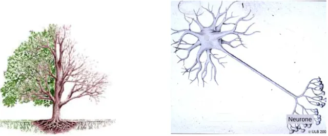Figure 1.31 Représentation de l’architecture dendritique dans un arbre et un neurone. 