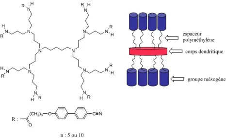 Figure 1.36 Dendrimères DAB de Meijer et son organisation moléculaire dans la phase S A 