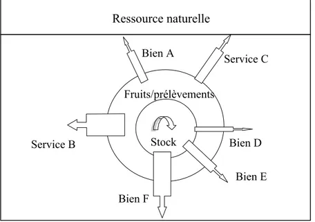 Figure 2.2 : Les composants d’une ressource naturelle : le stock, les fruits (la quantité  d’unités de ressource (auto-)reproduites) et les B&amp;S dérivés de la  res-source 