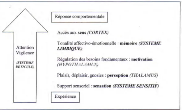 Fig 1. Axe d'intégration neurologique  