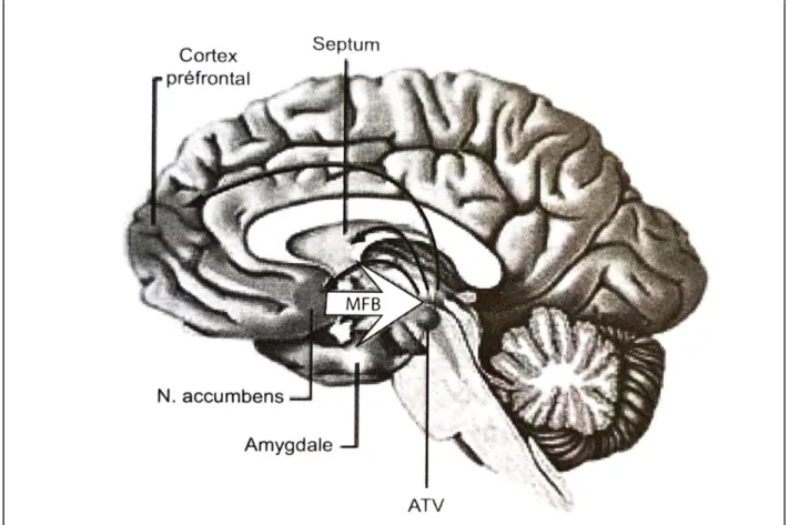 Figure 2 La distribution de la dopamine dans le cerveau humain Favre p 27 Cessons  de démotiver les élèves 