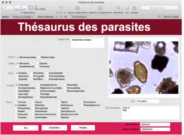 Figure 24 : interface de la base de données, table thésaurus des parasites