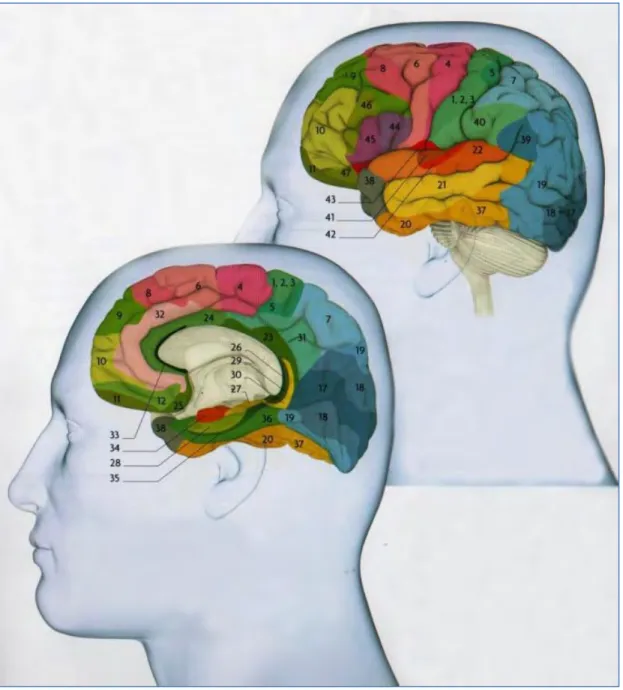 Figure 3 shows the Brodmann Areas  Reference: Le Grand Larousse du Cerveau 2010 