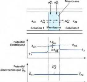 Figure I.8. Équilibre électrochimiques des ions  à travers les interfaces membrane / solution 