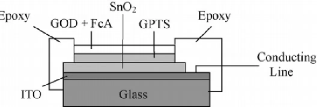 Figure I.17. Schéma de la structure de détection d’un capteur pH en verre SnO 2 /ITO avec la 