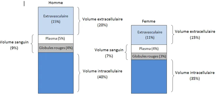 Figure 6: Schématisation des volumes des fluides biologiques dans le corps humain [9]