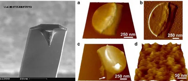 Figure I.7. A gauche : photographie d’une poutre AFM. A droite : Image AFM de l'organisation nanométrique de  peptidoglycane dans des cellules vivantes de lactis [26]