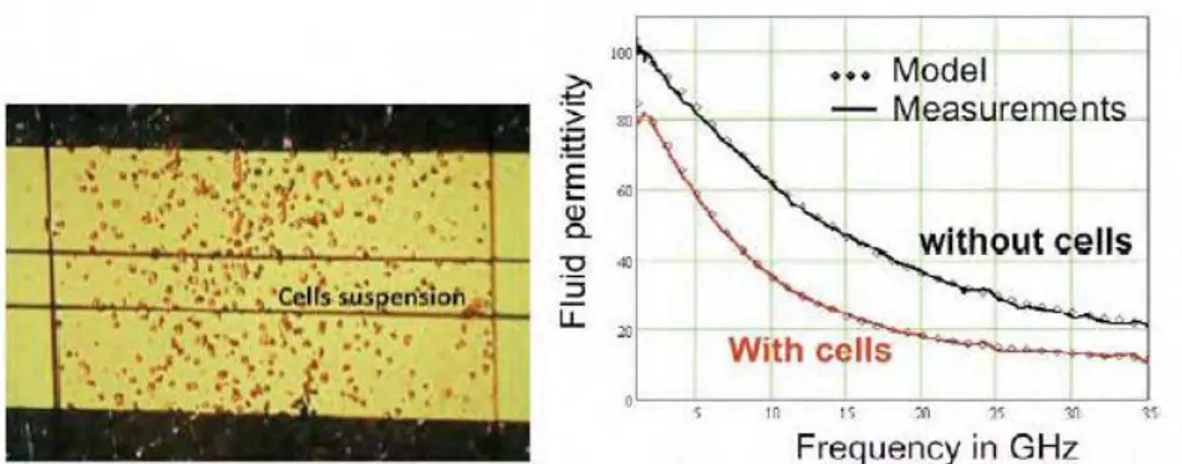 Figure I.25 Photographie de cellules en suspension dans le biocapteur RF et détection associée [78]