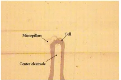 Figure 7 : une image agrandie de la cellule unique piégée [51].  b) Les fluides pour les hyperfréquences 
