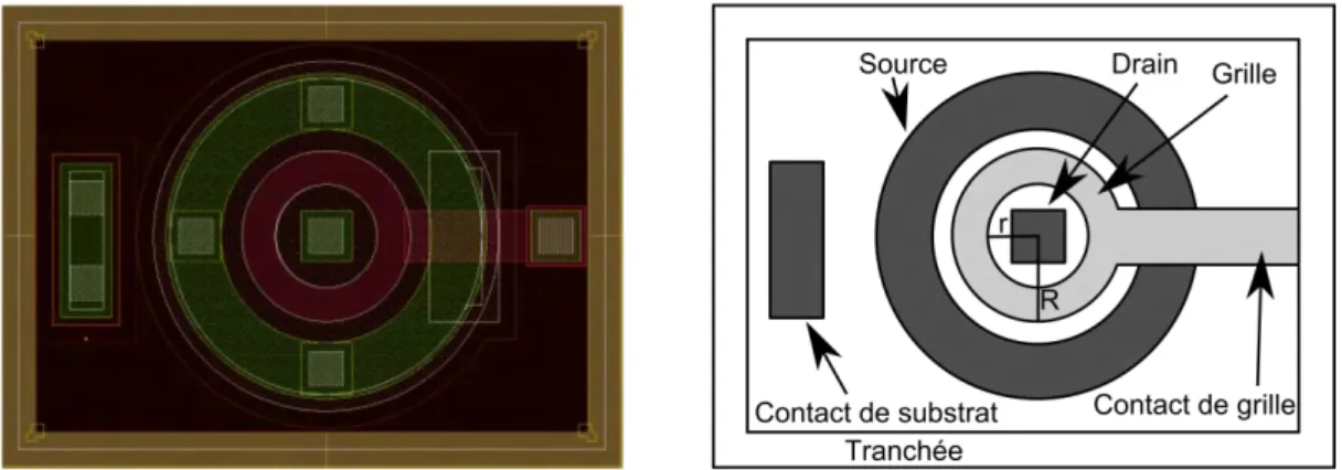 Figure 2.3: Schéma d'un MOS à grille circulaire fermée. Photo d’un layout sous Cadence à gauche et  schématique à droite 