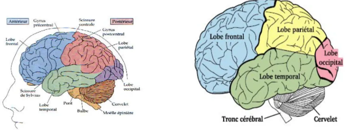 Figure 1.2 : (a) Parties du cerveau : les lobes cérébraux, les sillons, les scissures… 