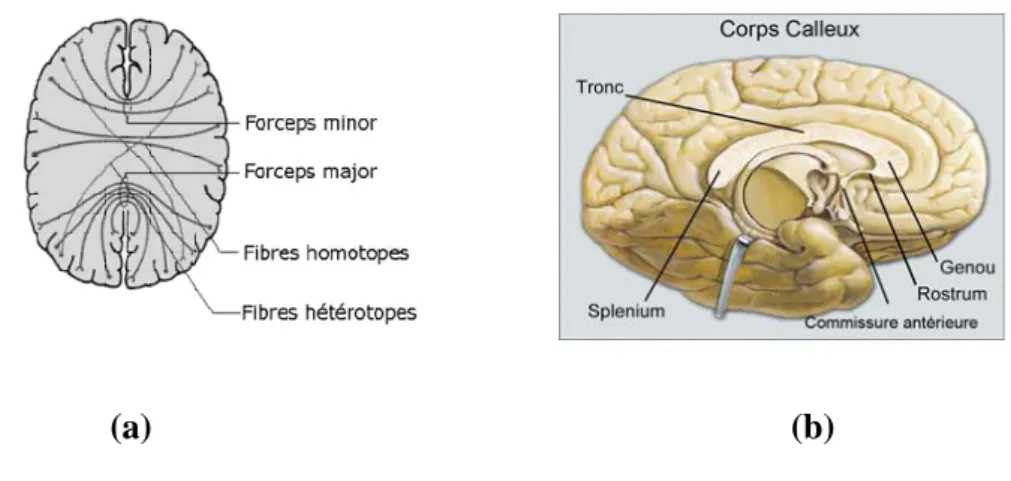 Figure 1.15 : Faisceaux commissuraux : (a). Radiations du corps calleux en coupe axiale