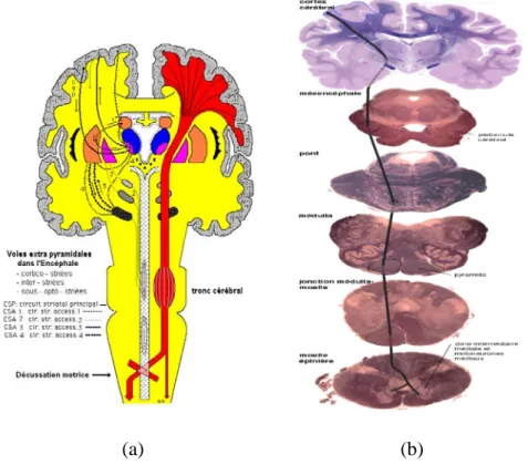 Figure 1.23 : (a) Origine et trajet du faisceau pyramidal dans l’encéphale et le tronc cérébral 