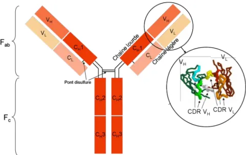 Figure 1.4 : Représentation schématique d’un anticorps et de la partie se liant à l’antigène, le  paratope