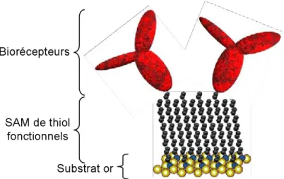 Figure 1.7 : Immobilisation covalente de biorécepteurs sur surface d’or par l’intermédiaire  d’une monocouche auto-assemblée de thiol
