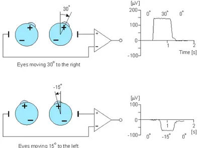 Figure  2-1: L’amplitude de l’EOG dépend de la direction et de l’amplitude du mouvement des yeux 