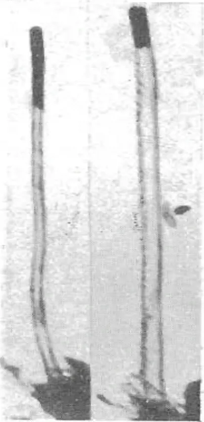 Figure  1 :  image  obtenue  au  MET  par  les  russes  Radushkevich  et  Lukyanovich  lors  de  test  sur  du  carbone. On voit clairement des fibres de carbone que l’on peut appeler nanotubes. 