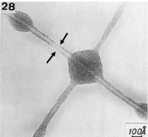 Figure 2 : Image obtenue au MET par les professeurs Oberlin et Endo. Entre les flèches  se trouve  une  fibre creuse de carbone dont, plus tard, Endo expliquera qu’il s’agirait bien d’un nanotube mono 