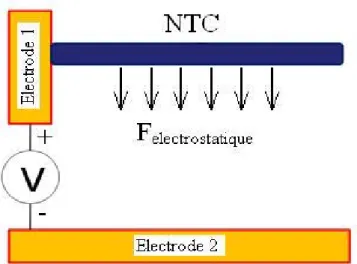 Figure 1 : Schéma de flexion d’un NTC attiré par une électrode inférieure. 