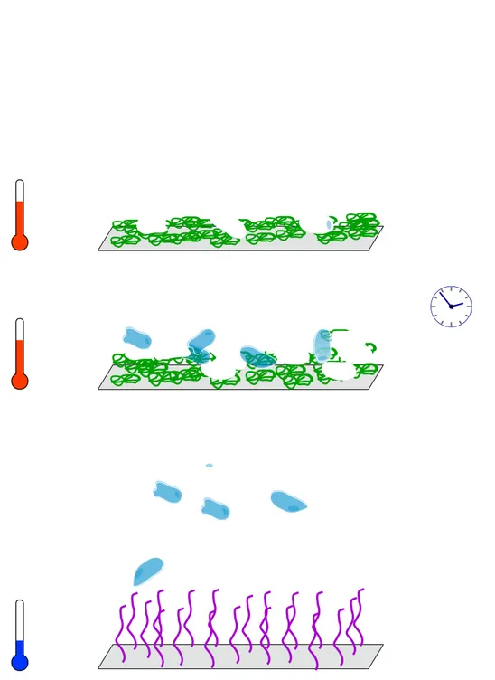 Fig. 1.9 – Culture et lib´ eration douce de cellules sur des couches de pnipam.
