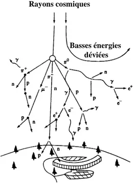 Figure  1-6: Représentation schématique de la production des particules secondaires dans l'atmosphère  [ALL 84]    0,7  1,4  2,1  2,8  3,8  4,8  6,1  7,6  9,6 12,3   17   3010-510-410-310-210-11101neutronsprotonselectronsmuonspions chargéslatitude : 54°Flux total (cm-2.s-1) Altitude (km) AVIONIQUE