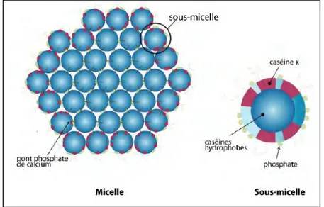 Figure I-13 : Représentation de micelles de caséines selon Bouquelet 2008 cité par (Anger  et al., 2013) 