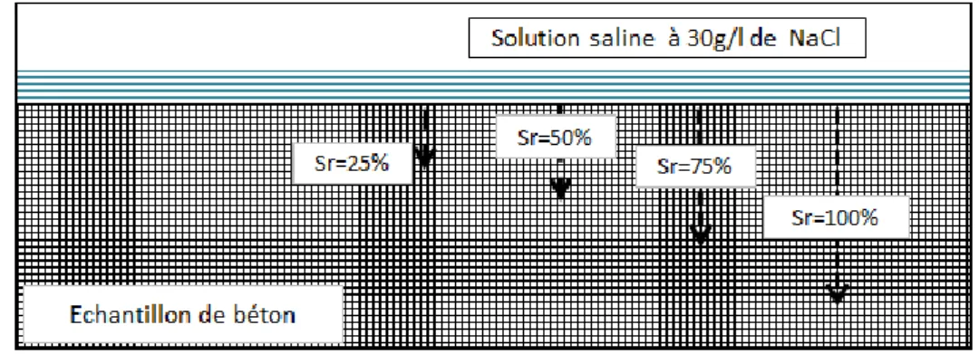 Figure III. 3 : Hypothèse de pénétration de la solution saline dans le corps d'épreuve 