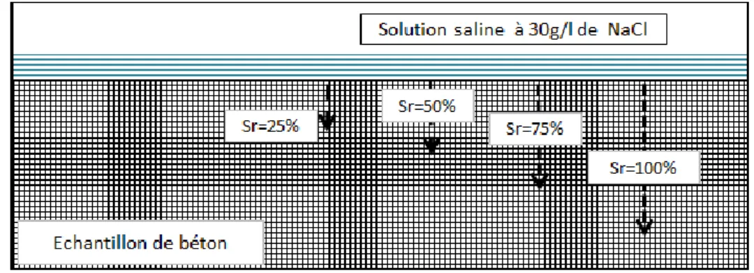 Figure III. 3 : Hypothèse de pénétration de la solution saline dans le corps d'épreuve 