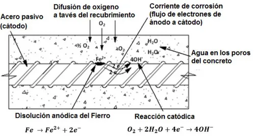 Fig. 7. Esquema del mecanismo de corrosión de la varilla de acero (Villeda, 2011). 