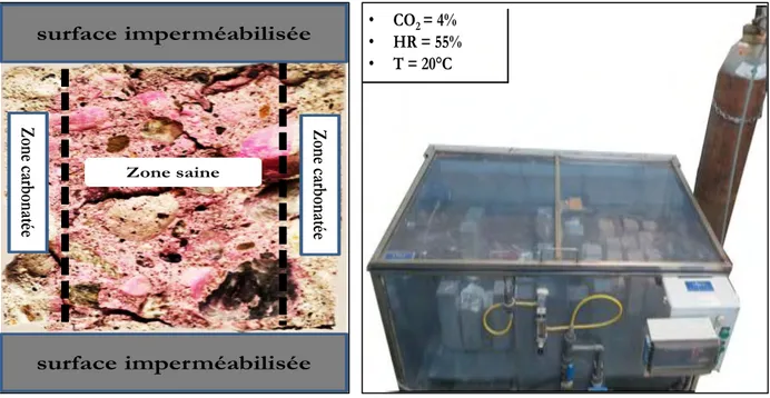 Figure II. 17 : Echantillon de béton CEM I  carbonaté en condition de carbonatation 