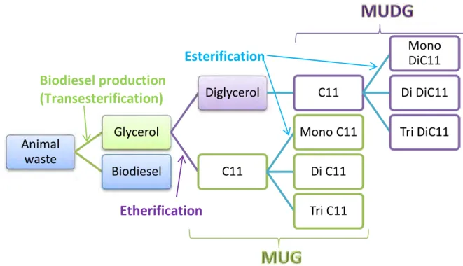 Figure 3-34 Chemical transformations involved in the production of MUG and MUDG 