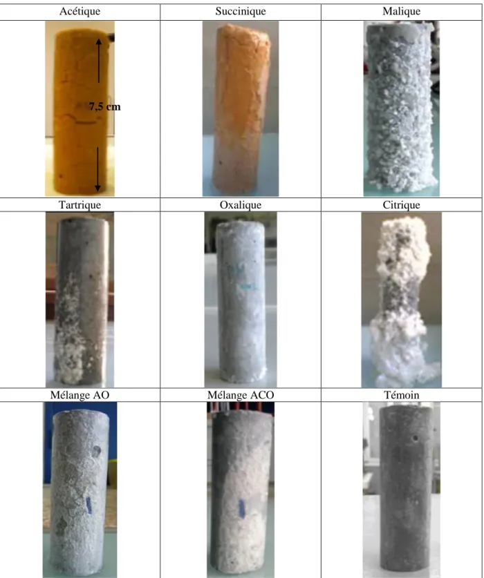 Tableau III-3 : Echantillons de pâte de ciment CEM I plongés dans les différentes solutions  acides après 4 semaines d’immersion (AO : Acétique-Oxalique ; ACO :  Acétique-Citrique-Oxalique) 