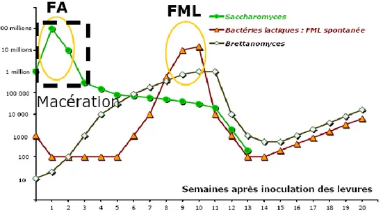 Figure I- 1 : Evolution de la population des levures et bactéries lactiques (nombre/mL) en  fonction du temps après l’inoculation des levures (ICV 2006) 