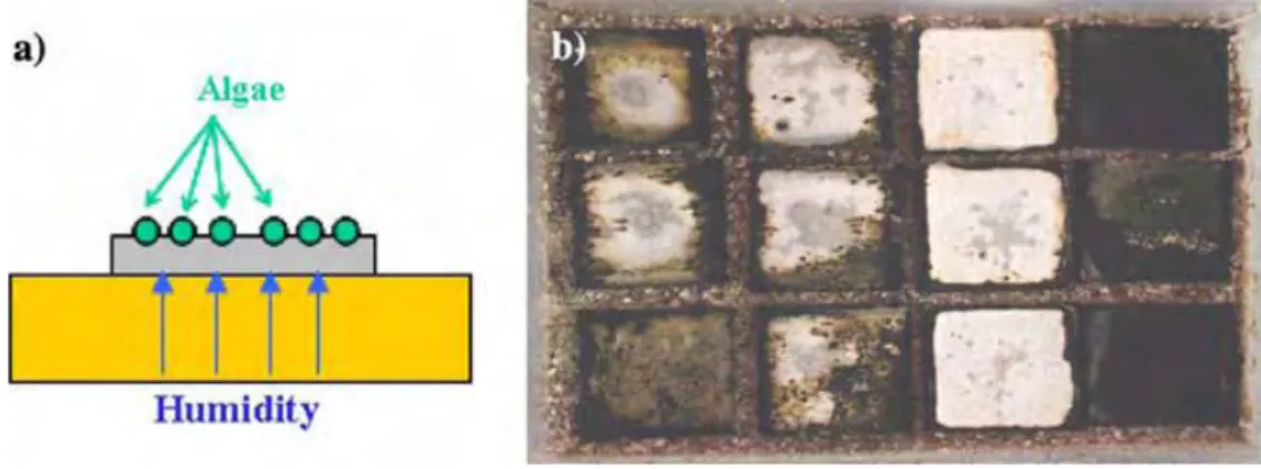 Figure I-11 : Essai de colonisation de mortiers humidifiés par capillarité (Dubosc 2000 ; Escadeillas et al