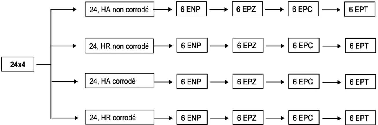 Figure II. 8. Organigramme des éprouvettes modèles utilisées pour les mesures   par les techniques EIS et R p   