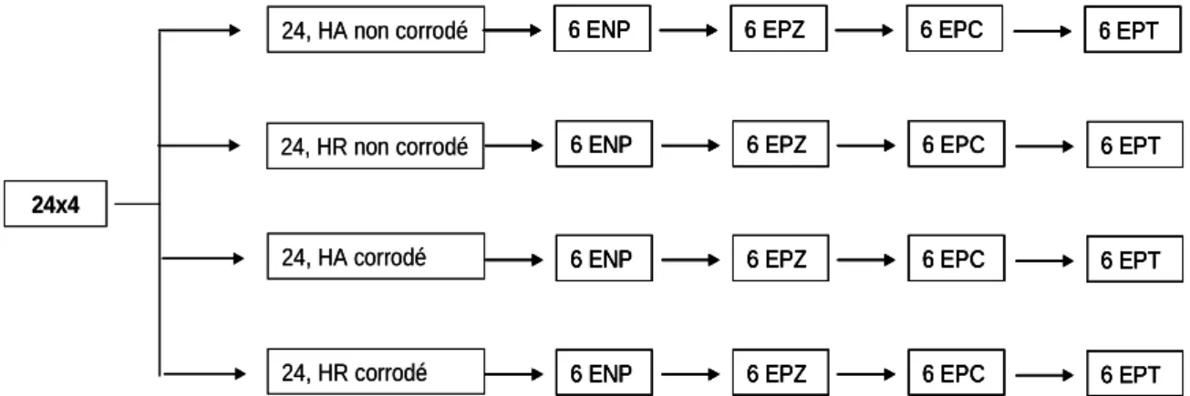 Figure II. 8. Organigramme des éprouvettes modèles utilisées pour les mesures   par les techniques EIS et R p   