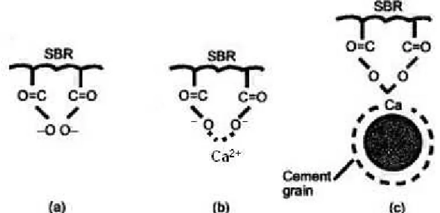 Figure 2.13 : schéma réactionnel entre un latex SBR et un grain de ciment (a) ionisation du carboxyle (b)  interaction avec les ions de calcium dans la solution (c) liaison avec un grain de ciment [Zeng 96]