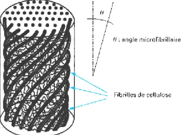 Figure I - 8 : Schéma de principe de la structure d’une fibre végétale [BAL04] 