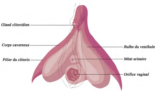 Figure 2.3 – Le clitoris (vue de face).