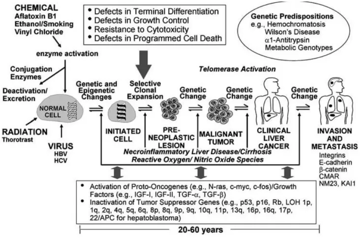 Figure 5 : Les différentes étapes de l’hépatocarcinogenèse  (extrait de (Hussain et al