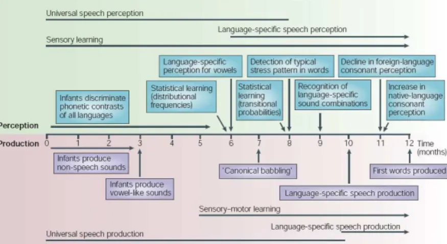 Figure 2 - Chronologie universelle du développement de la perception et de la production de la  parole en langue maternelle (Kuhl, 2004 : 832).
