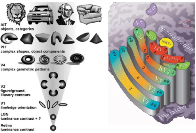 Figure 1.2: Figure de gauche : Sch´ ema de l’organisation hi´ erarchique des champ r´ ecep- ecep-teur dans la voie ventrale du syst` eme visuel humain