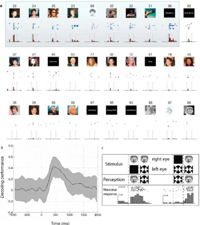 Figure 1.6: Les neurones du lobe temporal m´ edian. a) Exemple de cellule de l’hippoc- l’hippoc-campe post´ erieur gauche qui r´ epond s´ electivement et exclusivement aux images de Halle Berry ( Quiroga et al