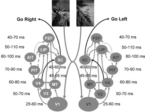 Figure 1.13: Mod` ele hypoth´ etique des activations c´ er´ ebrales de la voie ventrale lors de la tˆ ache de choix saccadique
