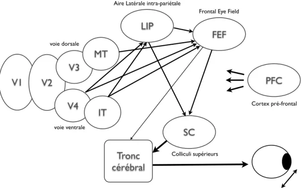 Figure 1.18: Sch´ ema des diff´ erentes r´ egions impliqu´ ees dans le contrˆ ole des saccades et de leurs connexions (entre-elles, avec les aires purement visuelles, et avec le tronc c´ er´ ebrale o`u se trouve les noyaux des motoneurones oculaires).