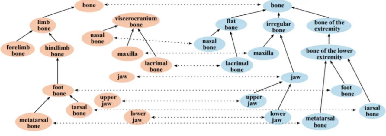 Figure 1.3: Ontology matching example