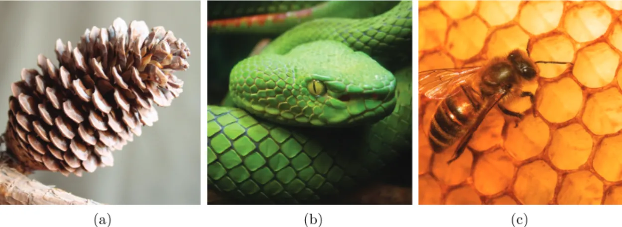 Figure 1.1: Examples of recurring primitives in nature. (a) A pine cone is composed on dozens of instances of the same primitive shape