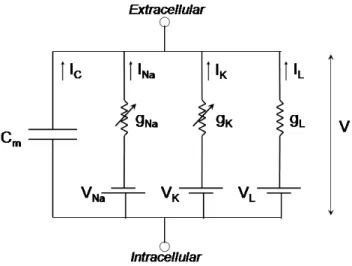 Figure 2.3: The Hodgkin-Huxley model of a neuron membrane, represented as an electrical circuit, from [ Ski06 ].